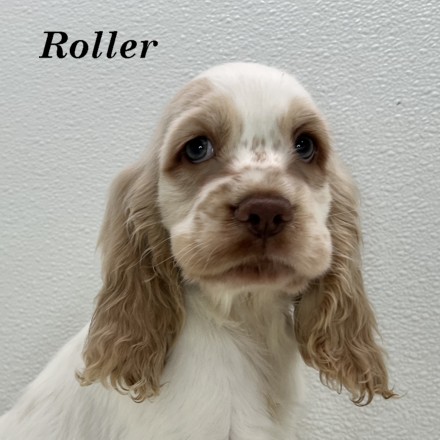 puppy, for, sale, Cocker Spaniel, Joe & Cherri  Overlease, dog, breeder, Miller, MO, dog-breeder, puppy-for-sale, forsale, nearby, find, puppyfind, locator, puppylocator, aca